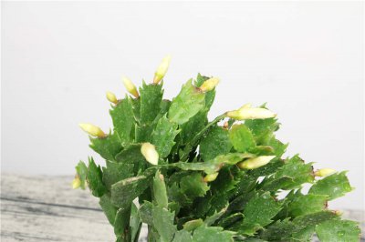 蟹爪蘭新葉不發怎么辦 蟹爪蘭養護技巧全解析